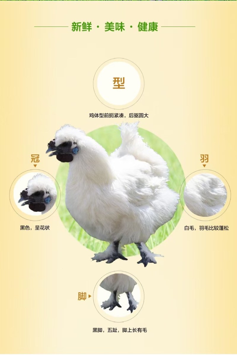 白乌鸡苗白凤乌鸡苗白毛乌肉鸡苗质量正宗存活率高
