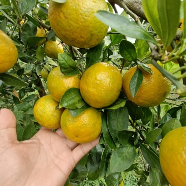 皇帝柑