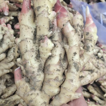 自家种植安徽阜阳临泉生姜，大黄姜，小黄姜批发价不收代办费