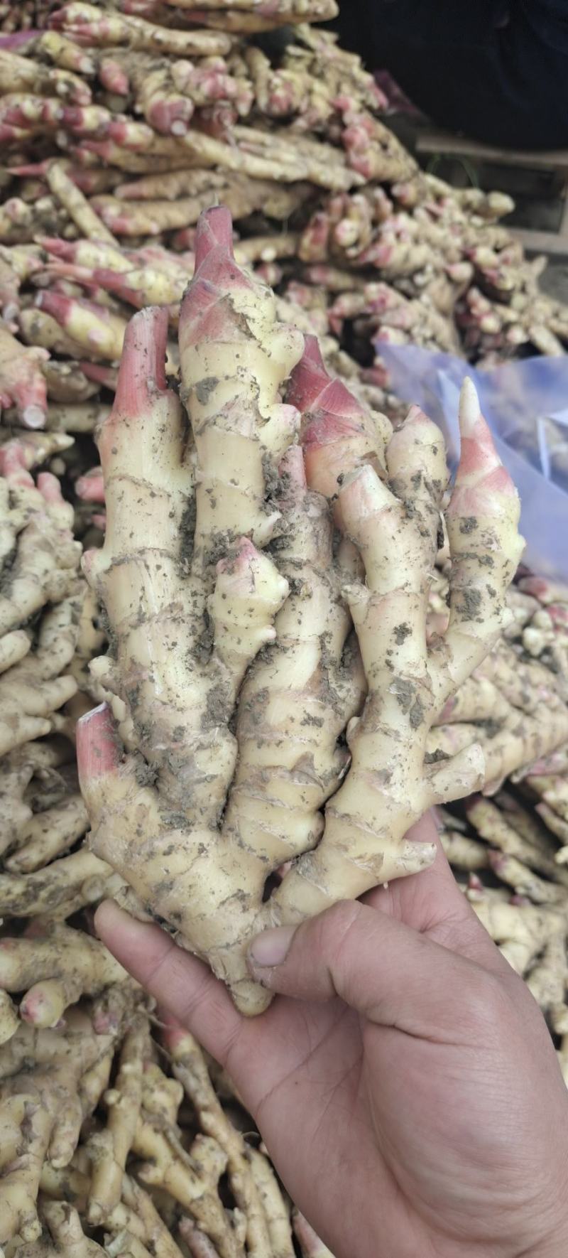 自家种植安徽阜阳临泉生姜，大黄姜，小黄姜批发价不收代办费