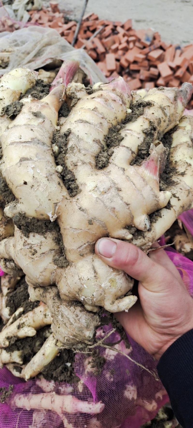 自家种植安徽阜阳临泉生姜，大黄姜，小黄姜批发价不收代办费