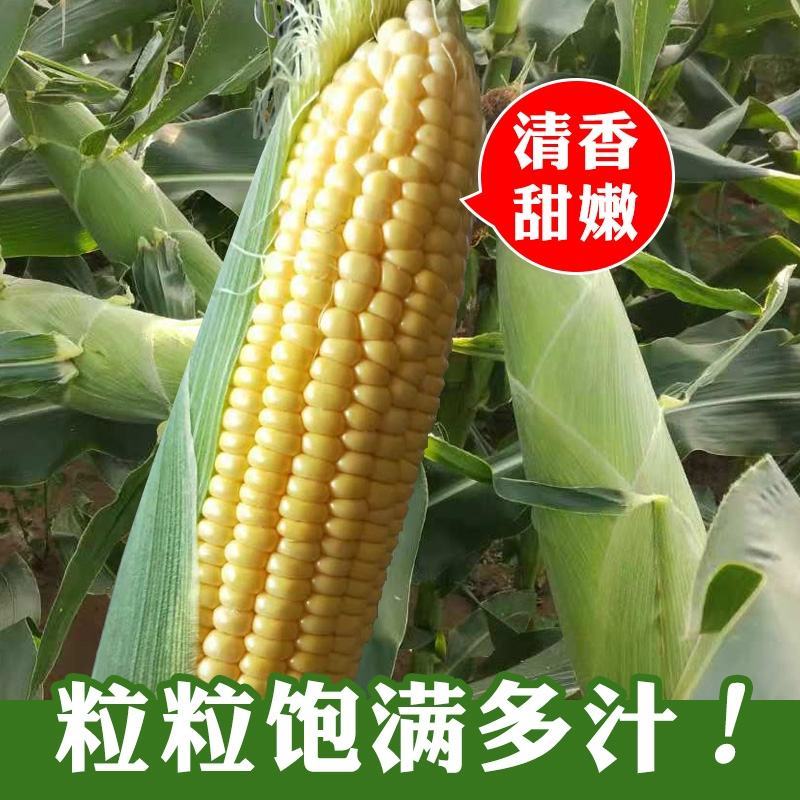 广东水果玉米甜玉米太阳花产地直发**电商超市