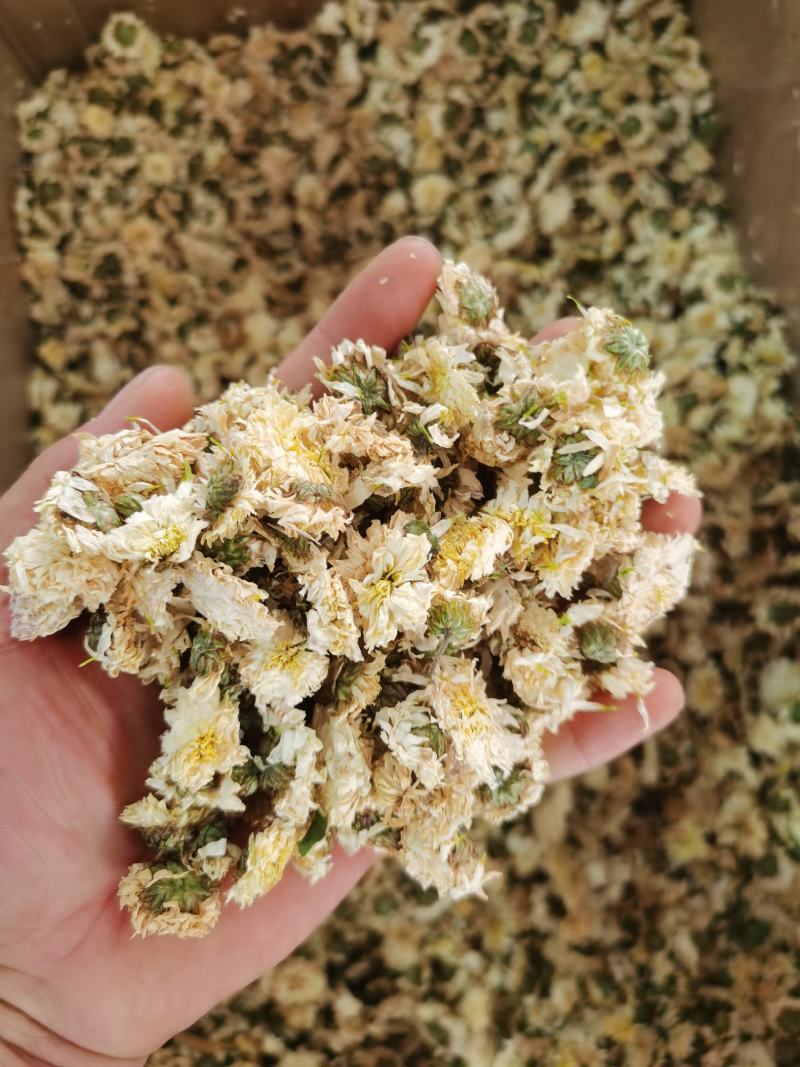 贡菊农副产品包邮干净无杂质质量保证