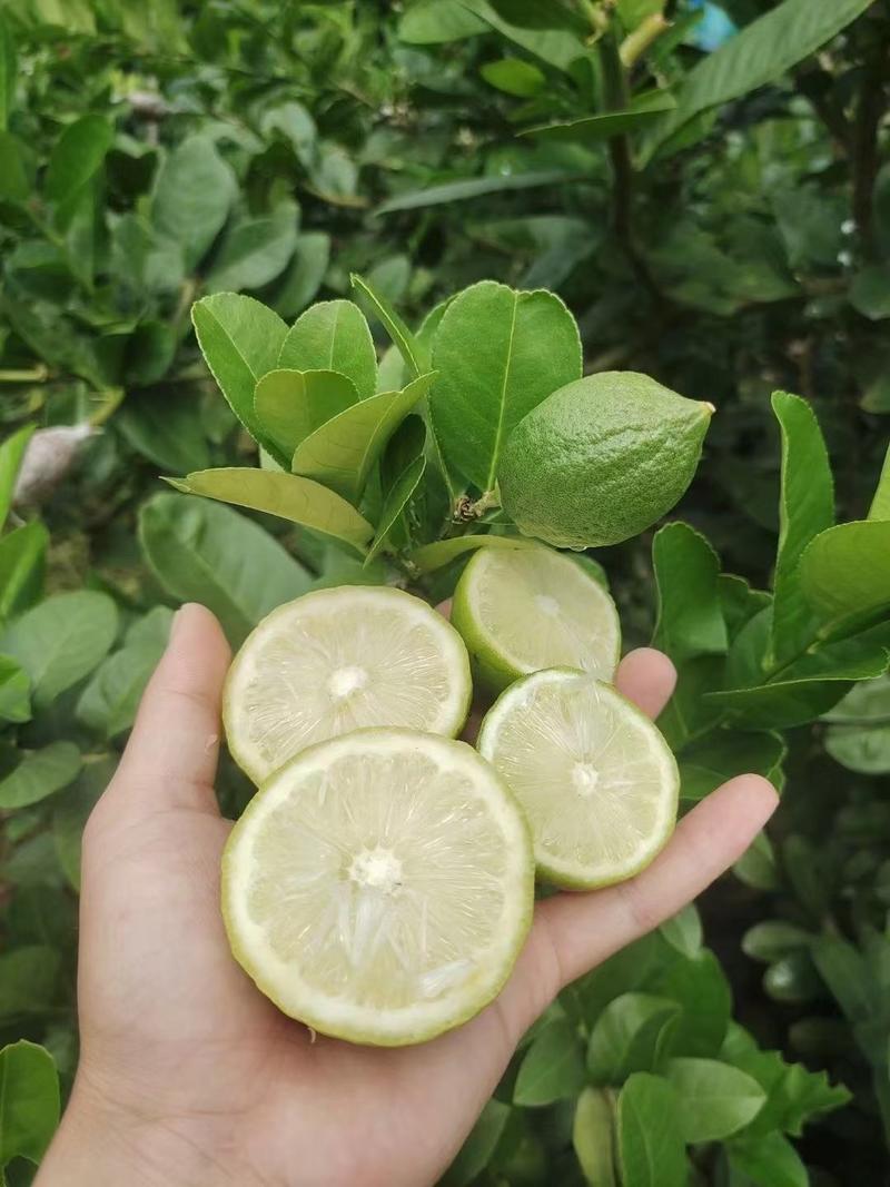 柠檬苗，广东香水柠檬，盆栽地栽都可以，带土带叶四季结果