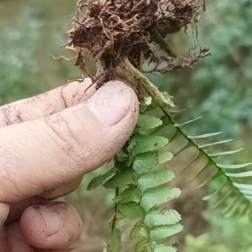 肾蕨精品装杯苗重庆肾蕨苗基地肾蕨苗排骨草苗肾蕨装杯苗