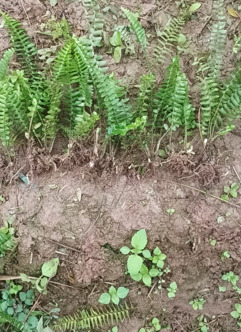 肾蕨精品装杯苗重庆肾蕨苗基地肾蕨苗排骨草苗肾蕨装杯苗