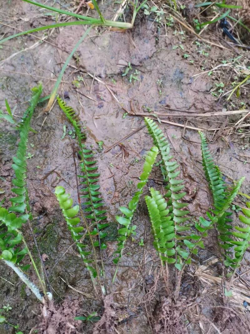 肾蕨精品装杯苗重庆肾蕨苗基地肾蕨苗排骨草苗肾蕨装杯苗