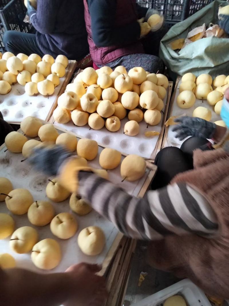 酥梨，纸袋酥梨，万荣冷库纸袋酥梨