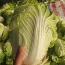 夏阳白菜，以大量上市，价格合理可以视频看货