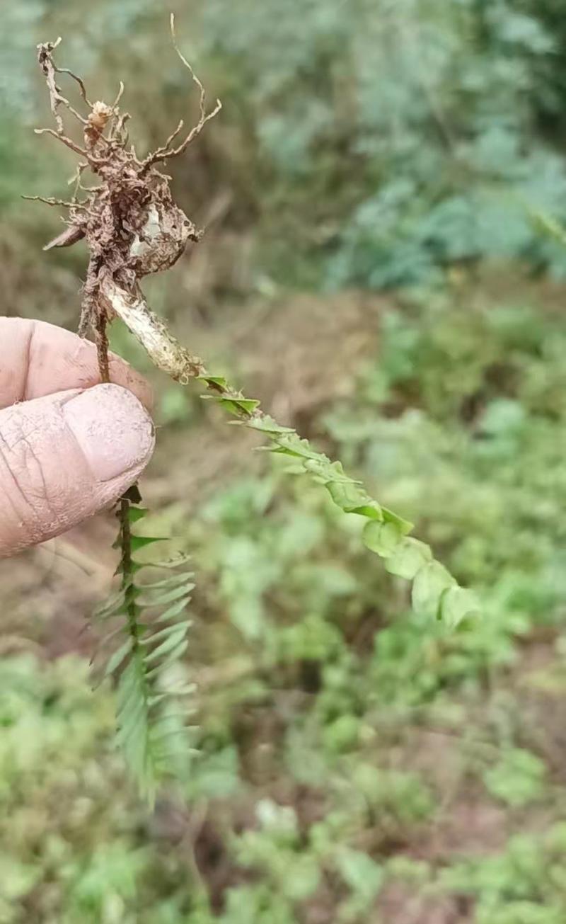 重庆肾蕨苗基地肾蕨精品苗肾蕨装杯苗肾蕨杯苗排骨草排骨苗