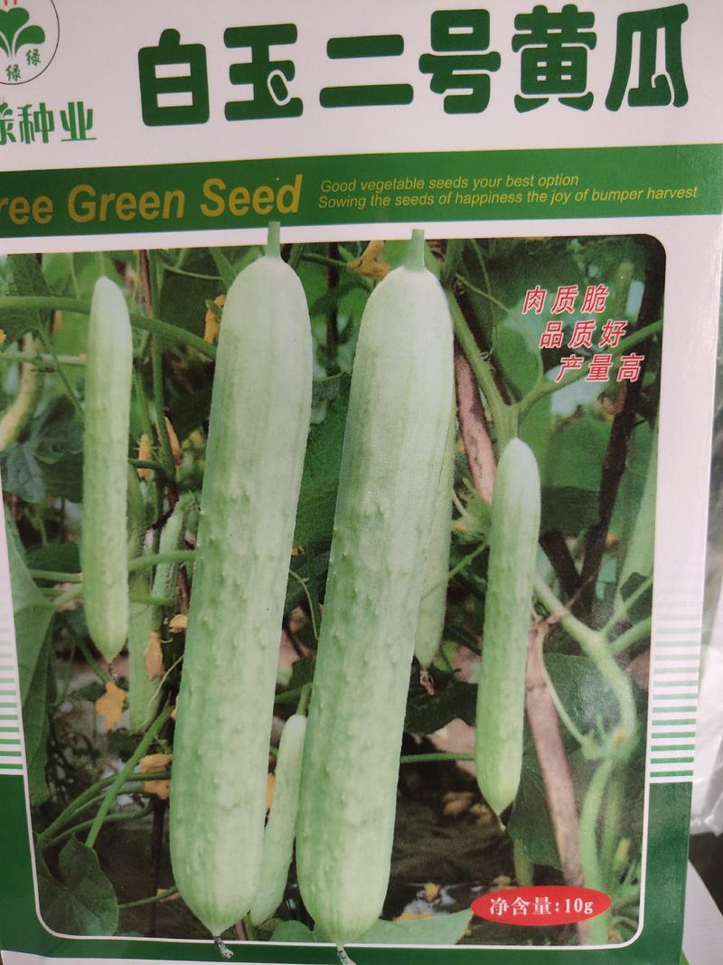 白玉二号黄瓜种子，早熟，春季播种，瓜皮白绿色，耐低温。