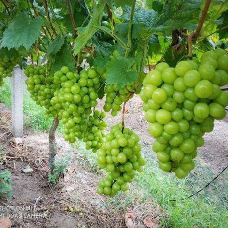 《阳光玫瑰葡萄苗》河北葡萄苗/基地现挖/规格齐全/签合同