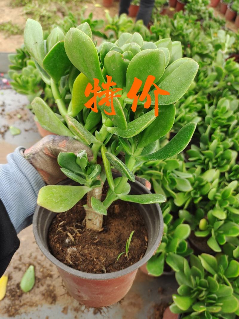玉树玉树老桩耐旱办公室庭院阳台懒人植物