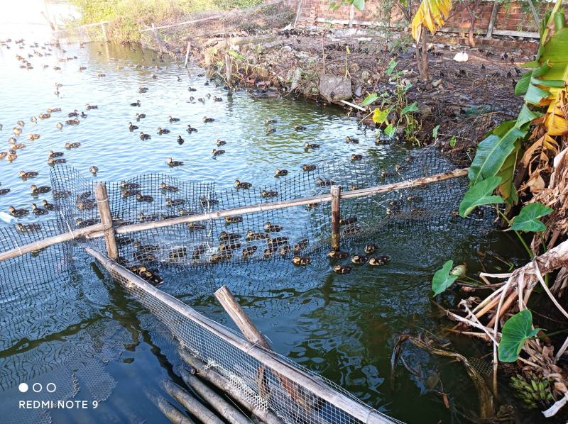 水鸭蓝边公，均重3斤可视频看货，62天产地直供