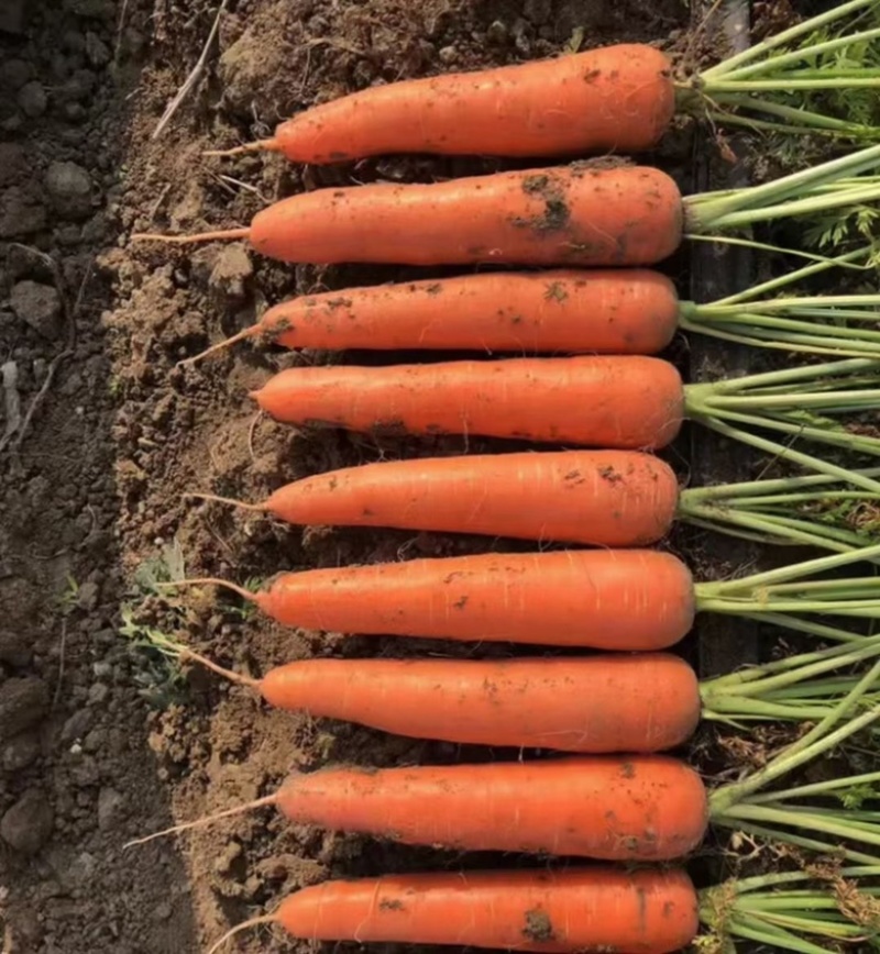 精品中条胡萝卜🥕少许黑头天天吃货