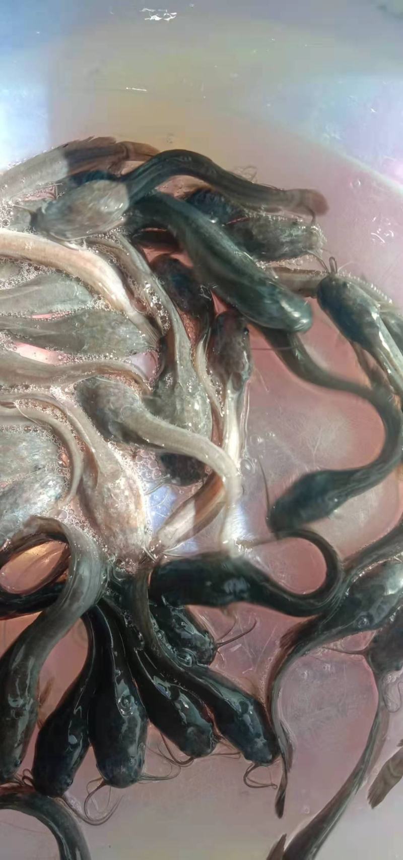 胡子鲶鱼苗，成活率高，品质好，技术指导，欢迎订购
