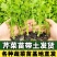 云南优选西芹苗，茶氏育苗基地常年供应各种各样芹菜苗