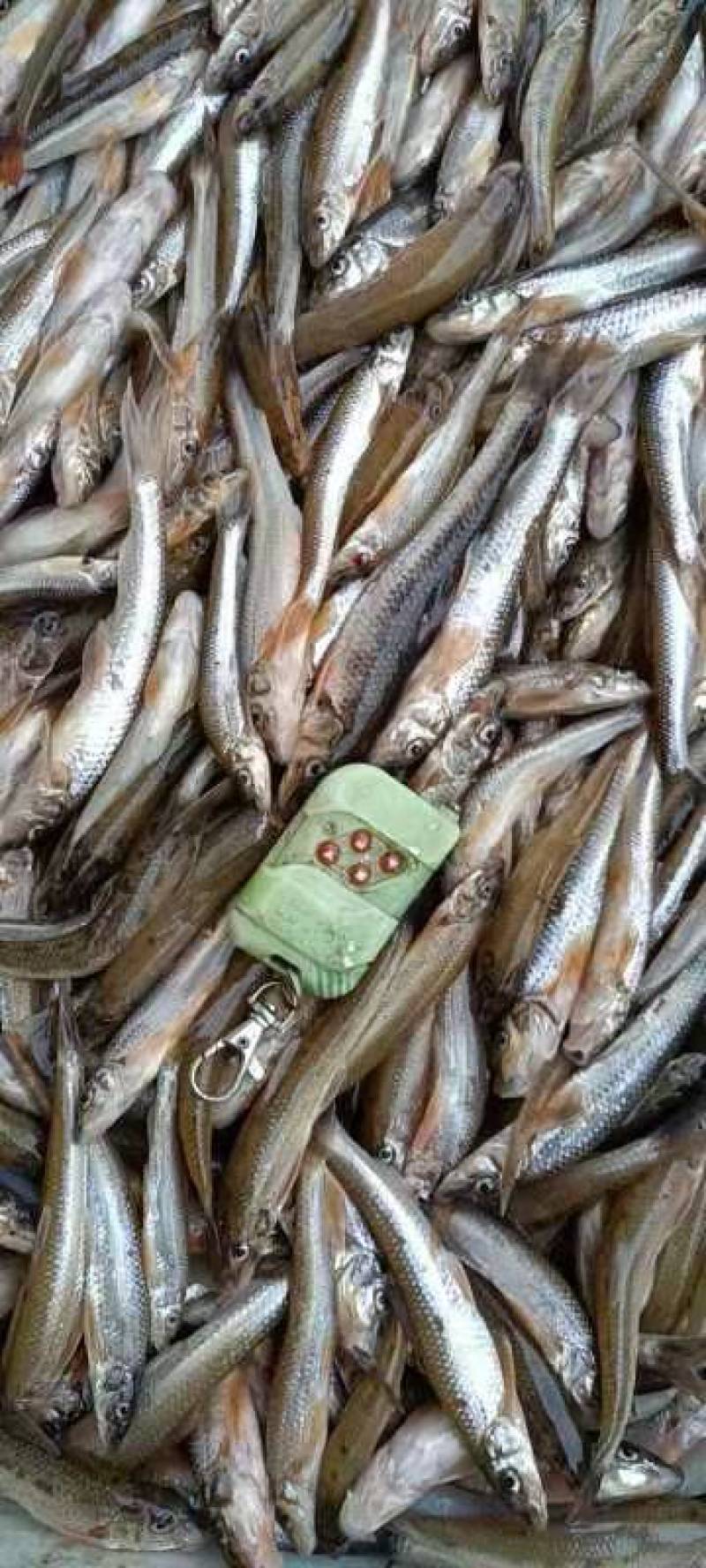 棍子鱼