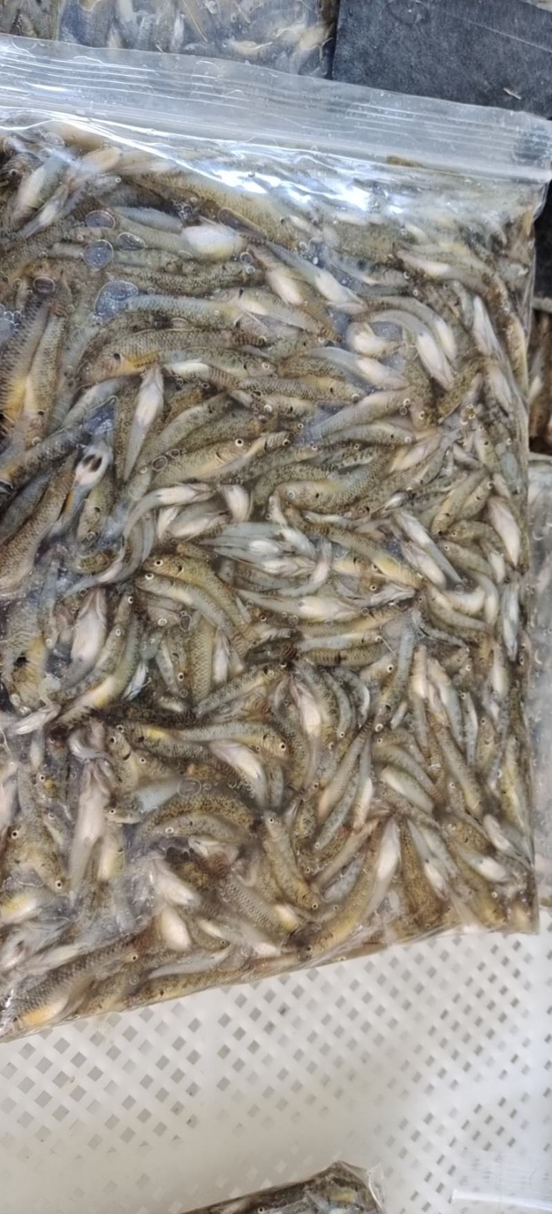 小黄鱼