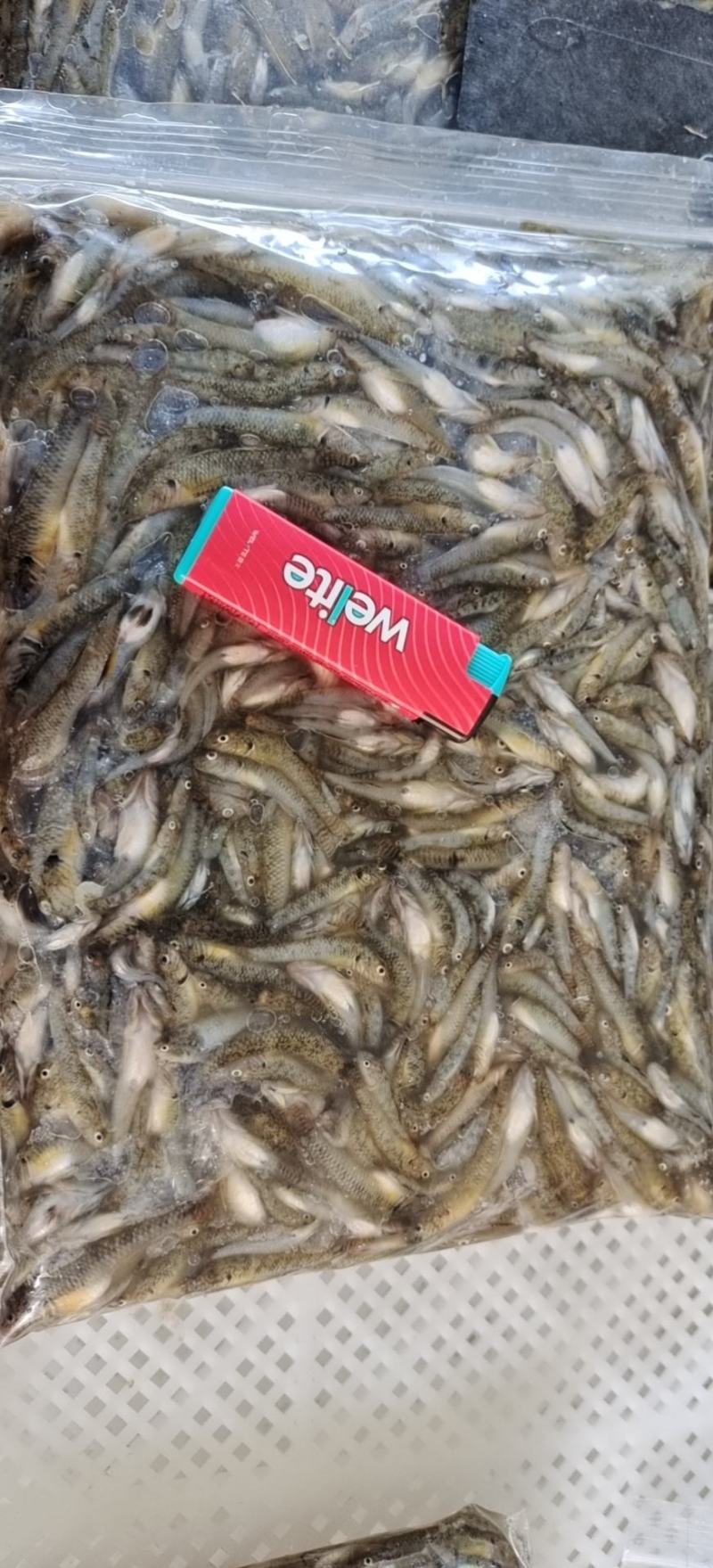 小黄鱼