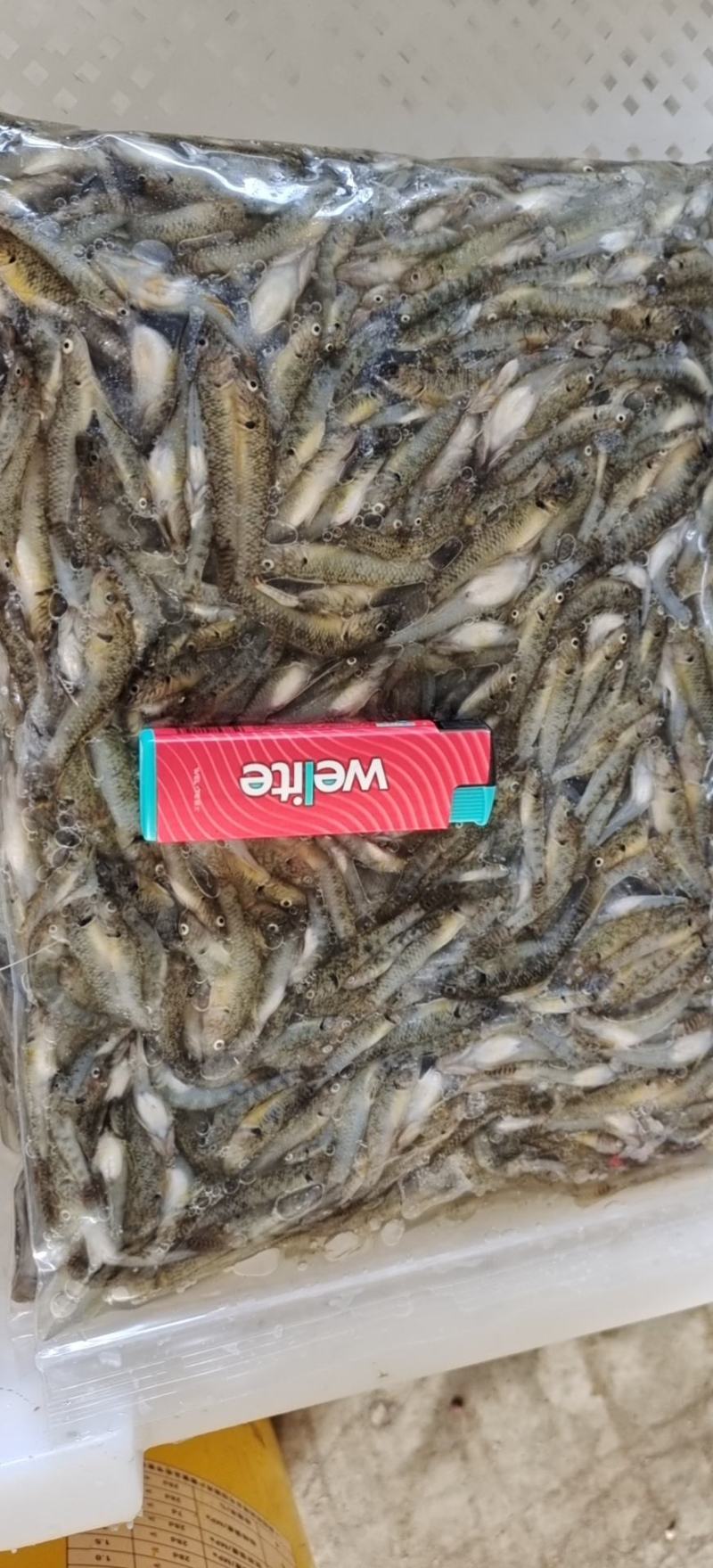 小黄鱼