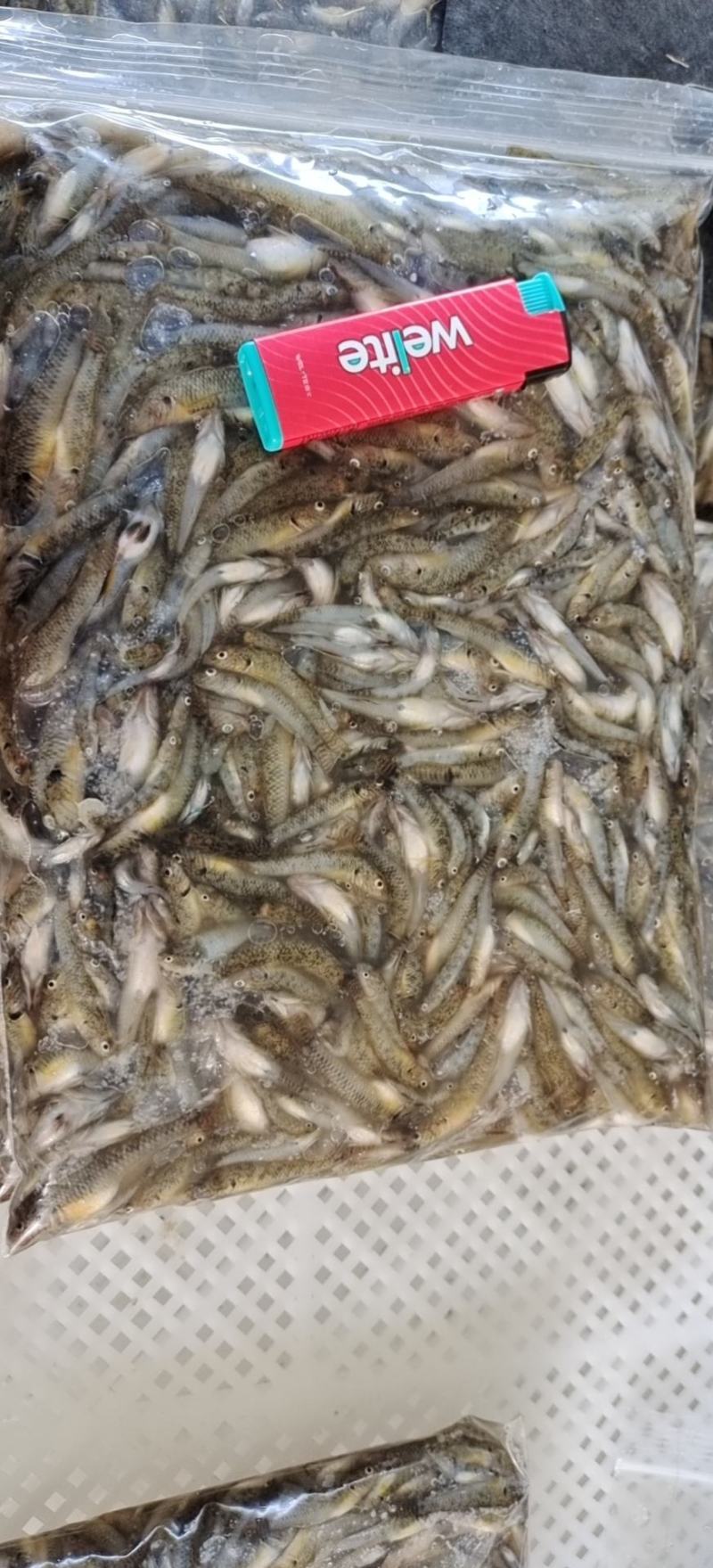 小黄鱼