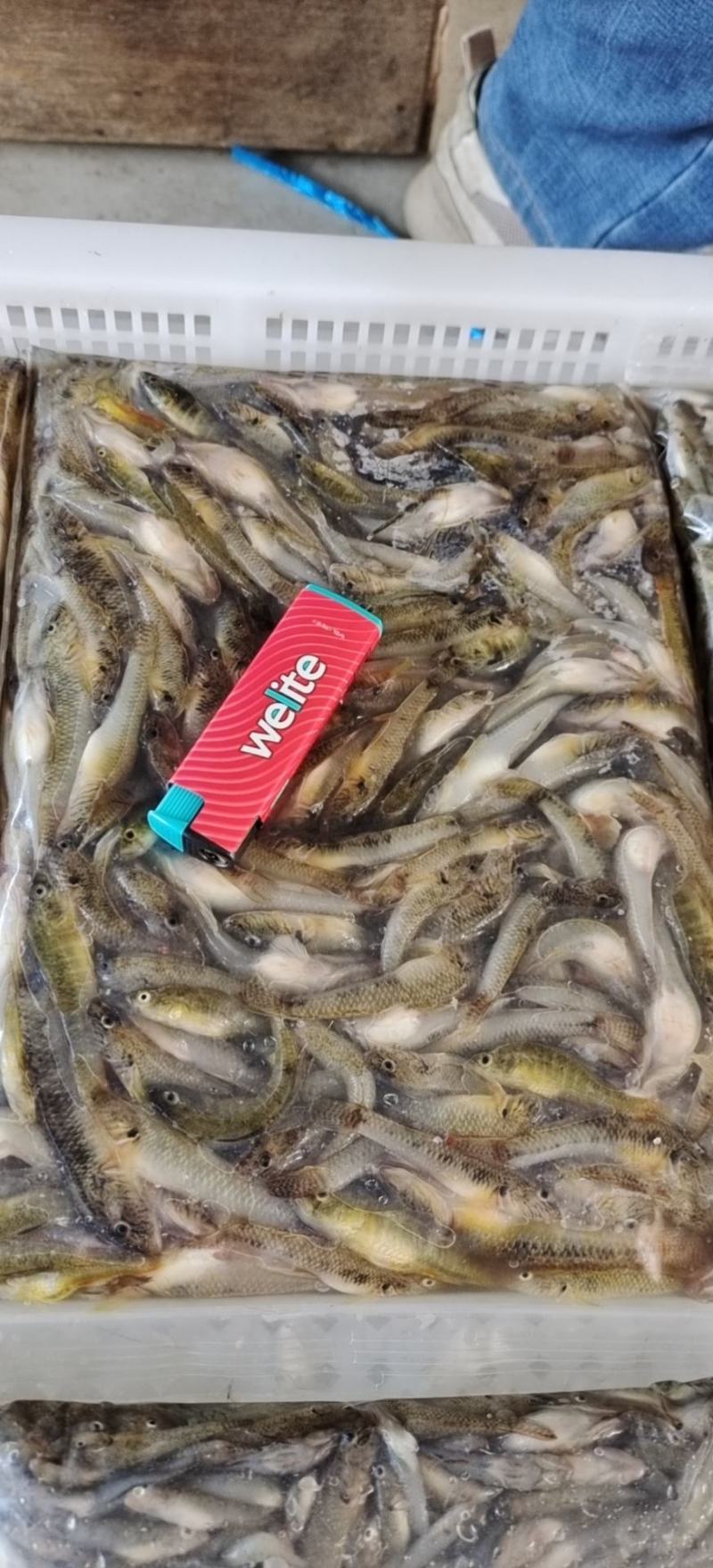 小黄鱼