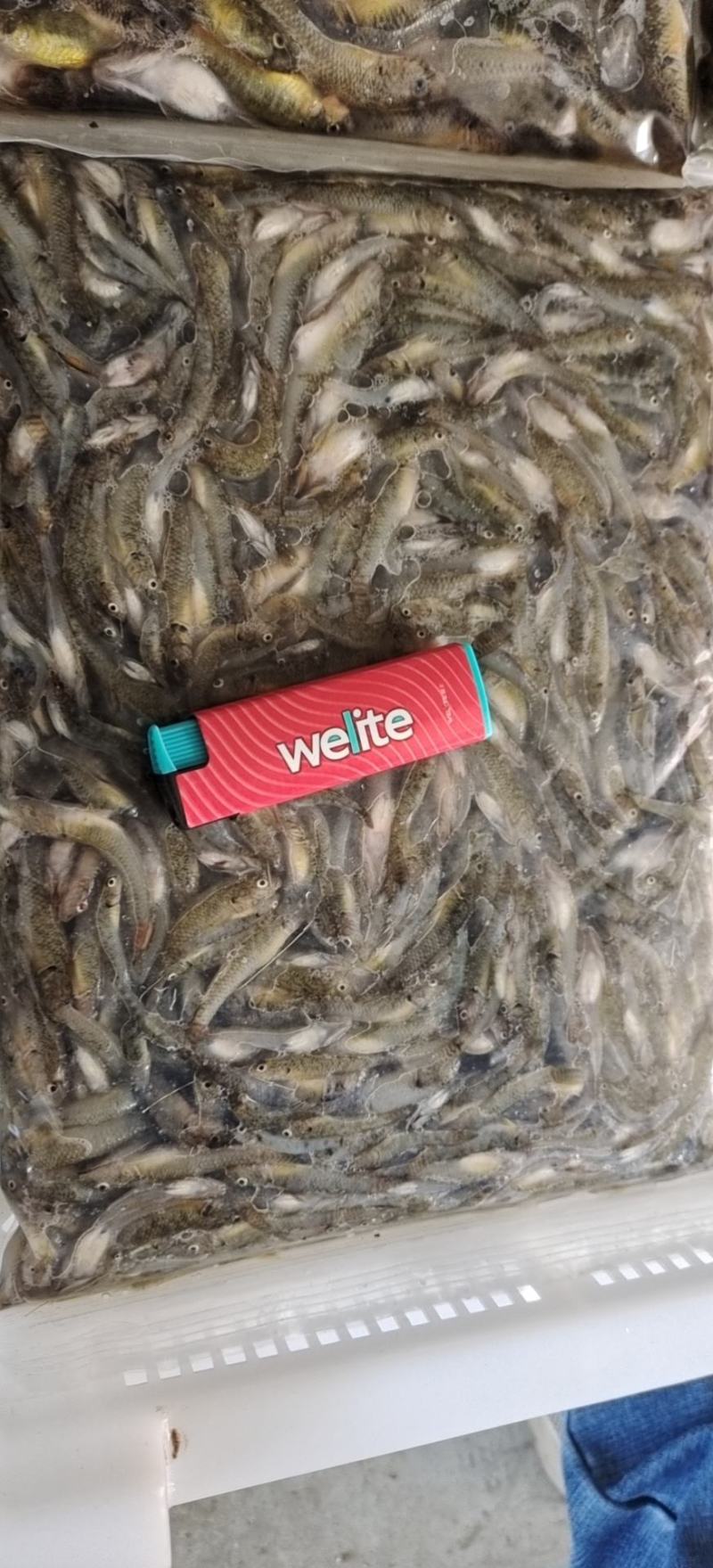 小黄鱼