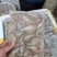 鳑鲏鱼