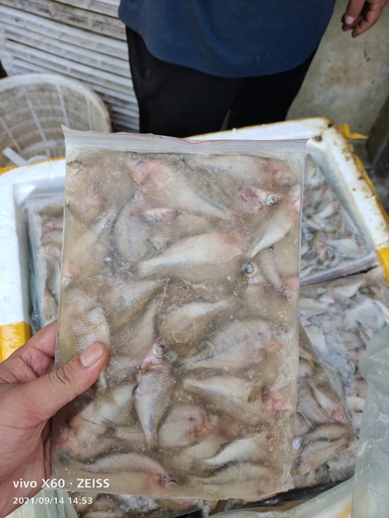 鳑鲏鱼