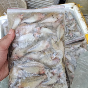 鳑鲏鱼