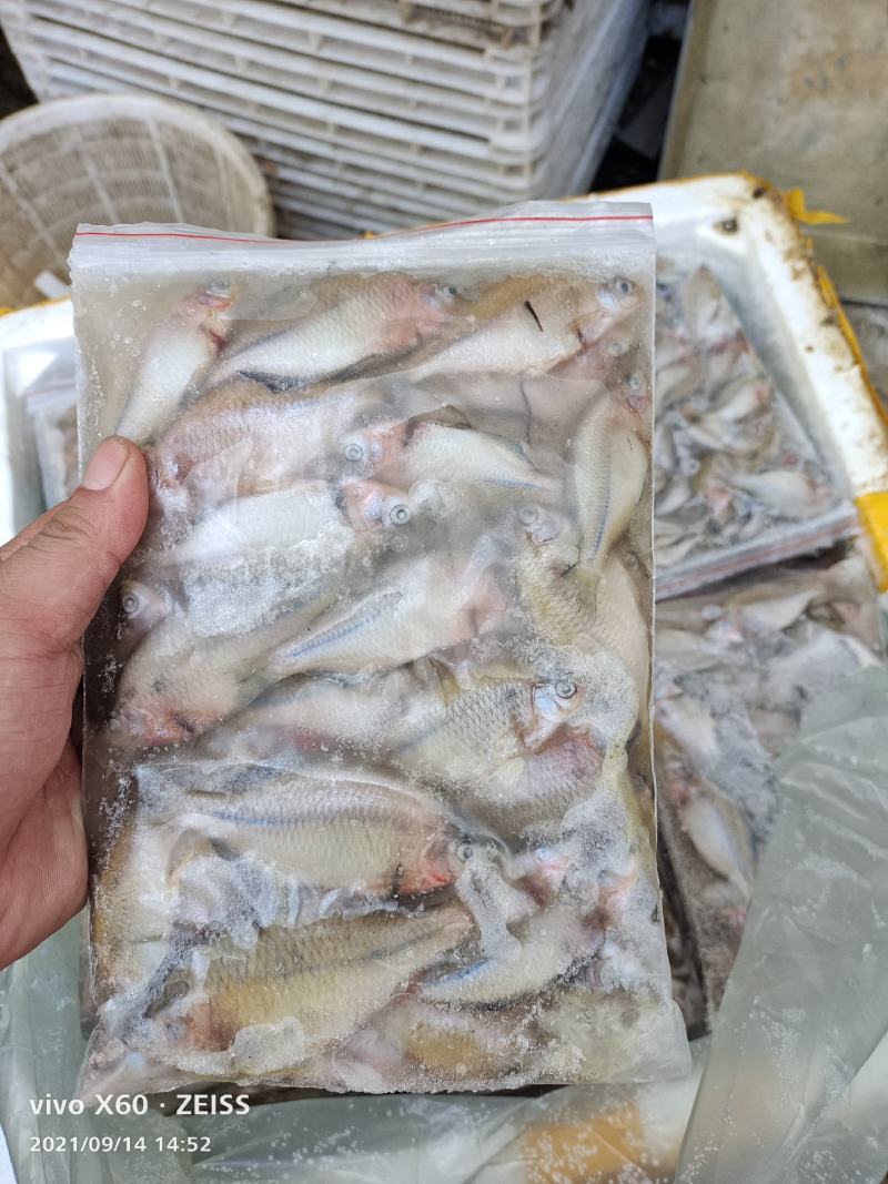 鳑鲏鱼