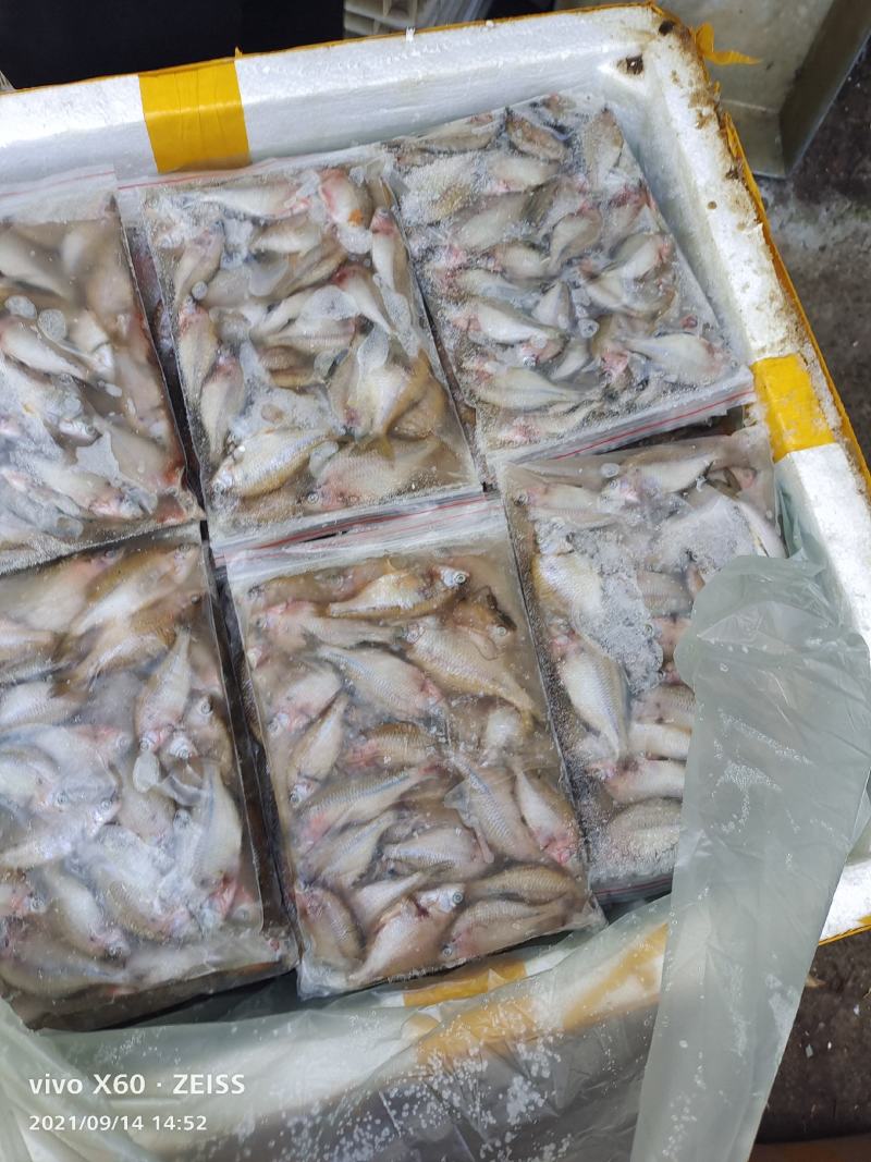 鳑鲏鱼