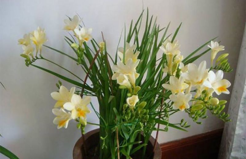 香雪兰种球香雪球小苍花多年生球根草本花卉量大优惠
