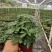 鸭脚木盆栽基地直供90规格40装110规格30装