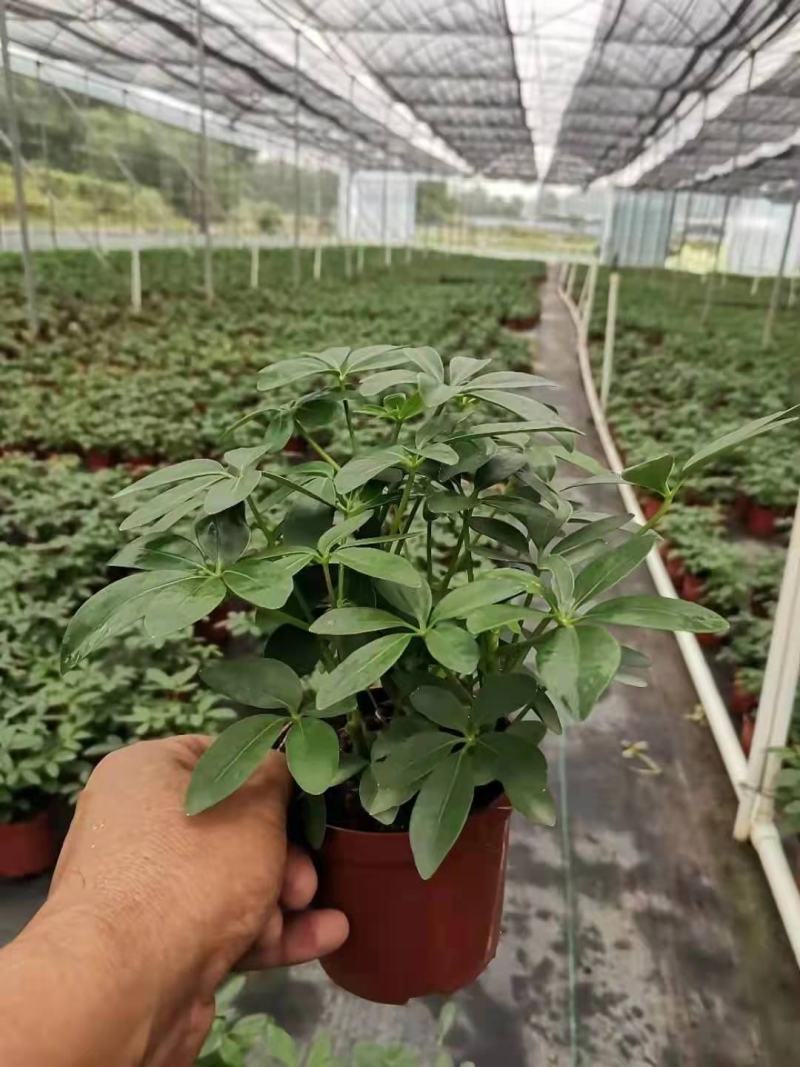 鸭脚木盆栽基地直供90规格40装110规格30装
