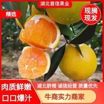 【九月红】果冻橙秭归产地直供对接电商平台批发品质保保证