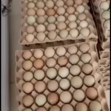 优质新鲜野鸡蛋营养丰富建康美味保证质量破损保陪需要的老板