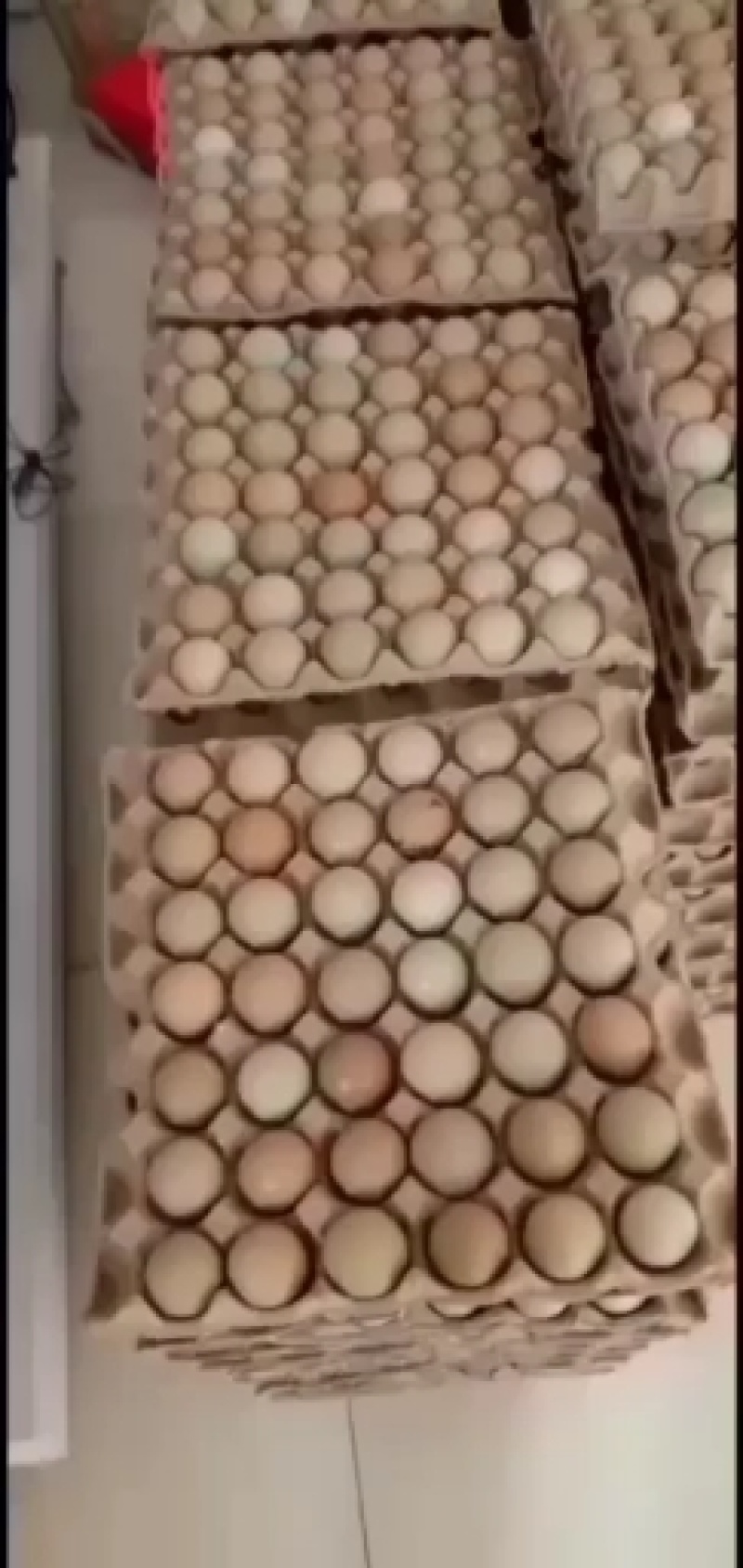 优质新鲜野鸡蛋营养丰富建康美味保证质量破损保陪需要的老板