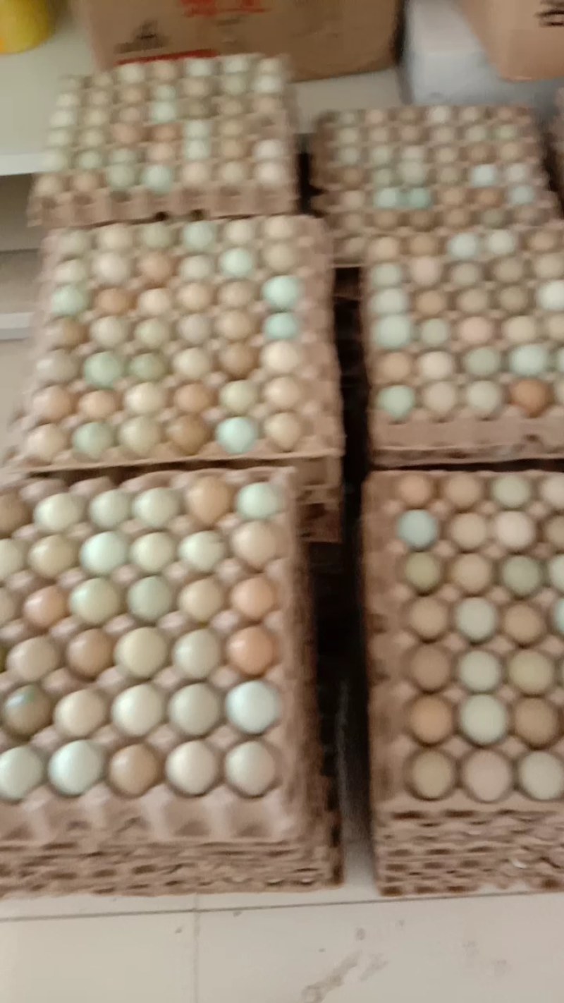 优质新鲜野鸡蛋营养丰富建康美味保证质量破损保陪需要的老板
