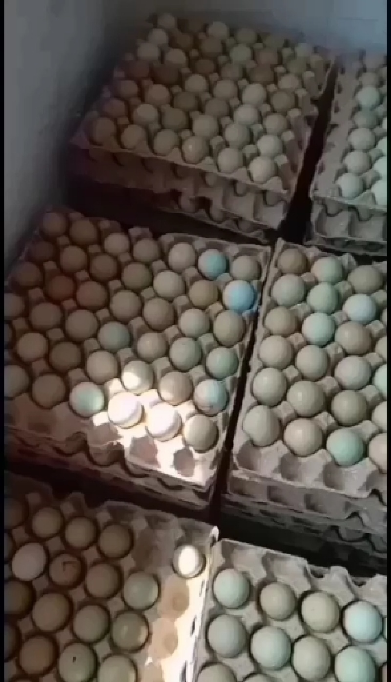 优质新鲜野鸡蛋营养丰富建康美味保证质量破损保陪需要的老板
