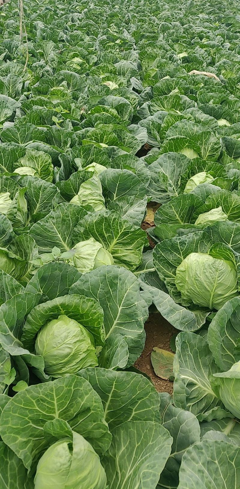 甘蓝旺旺，斯特凡，脆菜大量上，需要联系