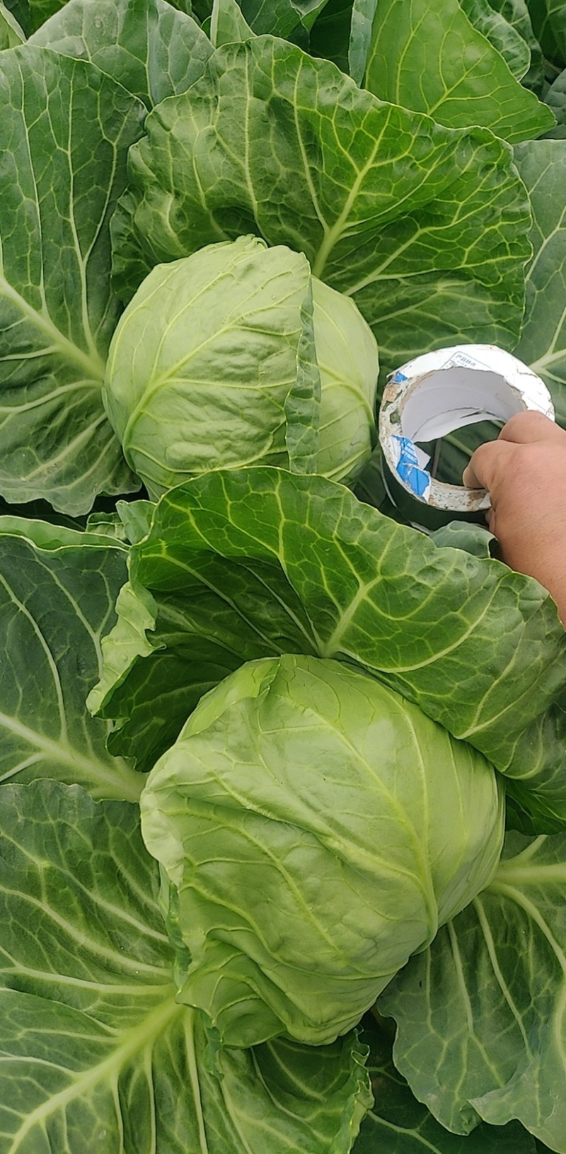 甘蓝旺旺，斯特凡，脆菜大量上，需要联系