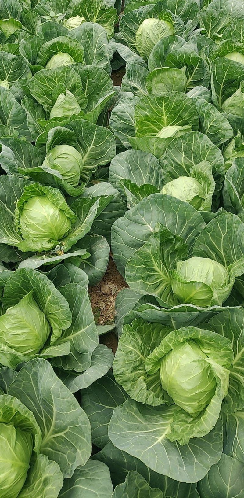 甘蓝旺旺，斯特凡，脆菜大量上，需要联系