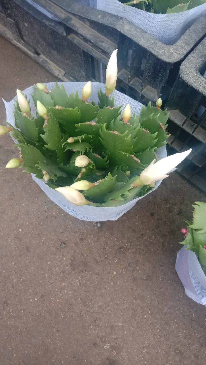 山东青州，大盆蟹爪莲，大量现货供应，物流直发，欢迎咨询订