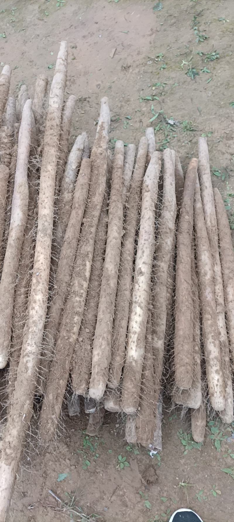 铁棍长条，条干直溜颜色正，产地直销，欢迎商超电商批发商！
