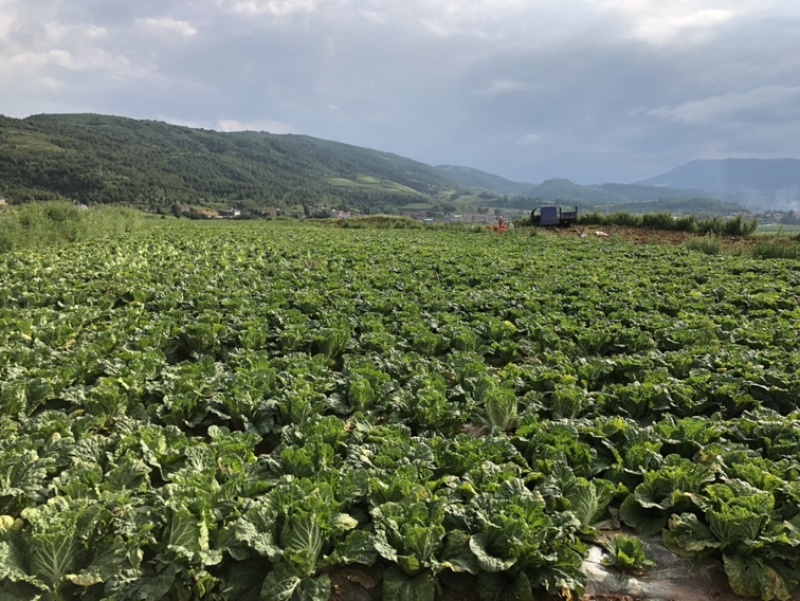 供应优质云南白菜曲靖白菜寻甸白菜云南高山白菜