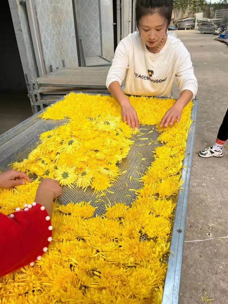 菊花烘干机，金丝皇菊烘干机，贡菊烘干机，