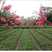 美国红火箭紫薇苗包对版火箭红大苗红花紫薇树苗庭院别墅盆栽