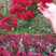 美国红火箭紫薇苗包对版火箭红大苗红花紫薇树苗庭院别墅盆栽